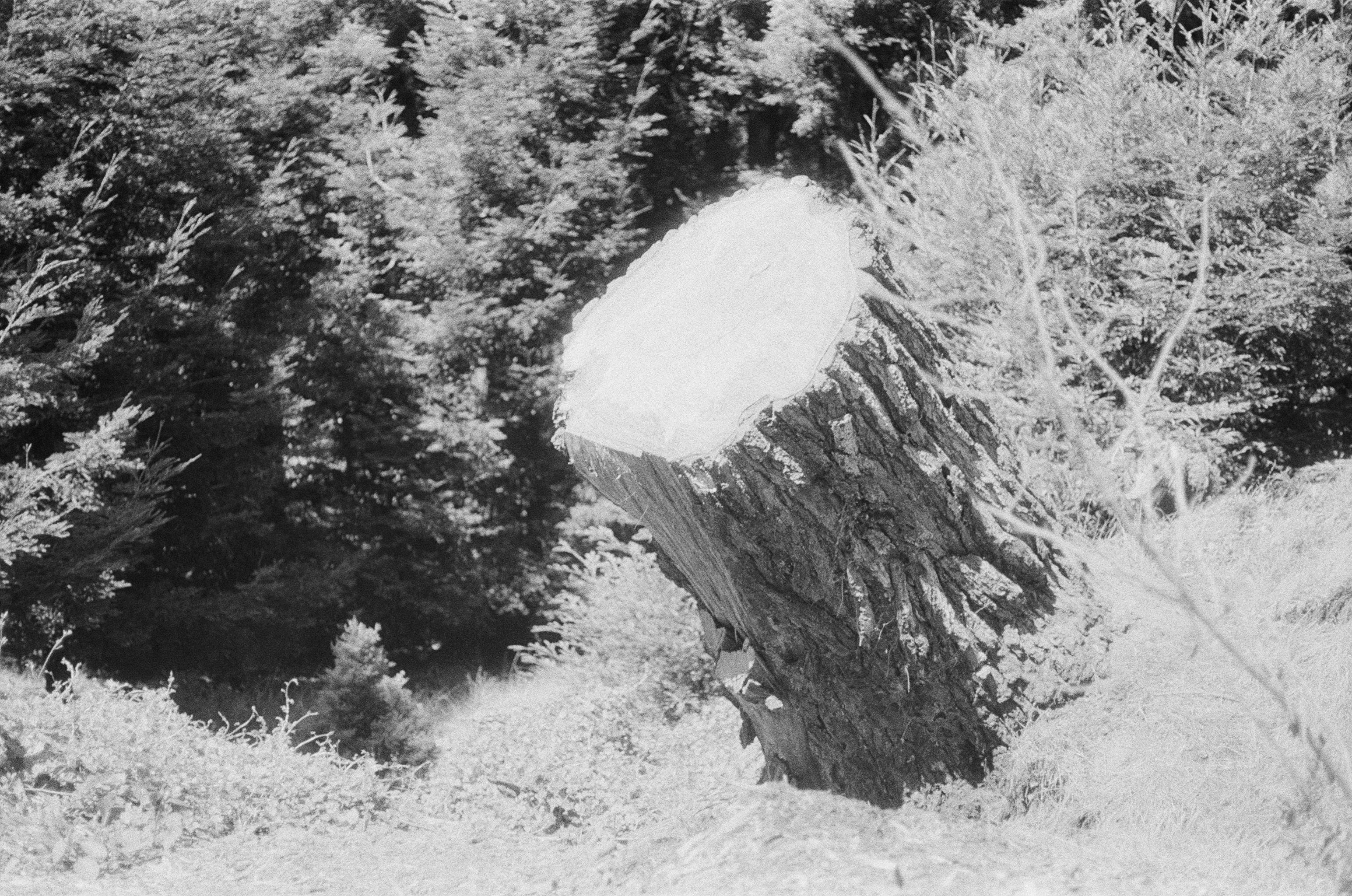 chopped tree