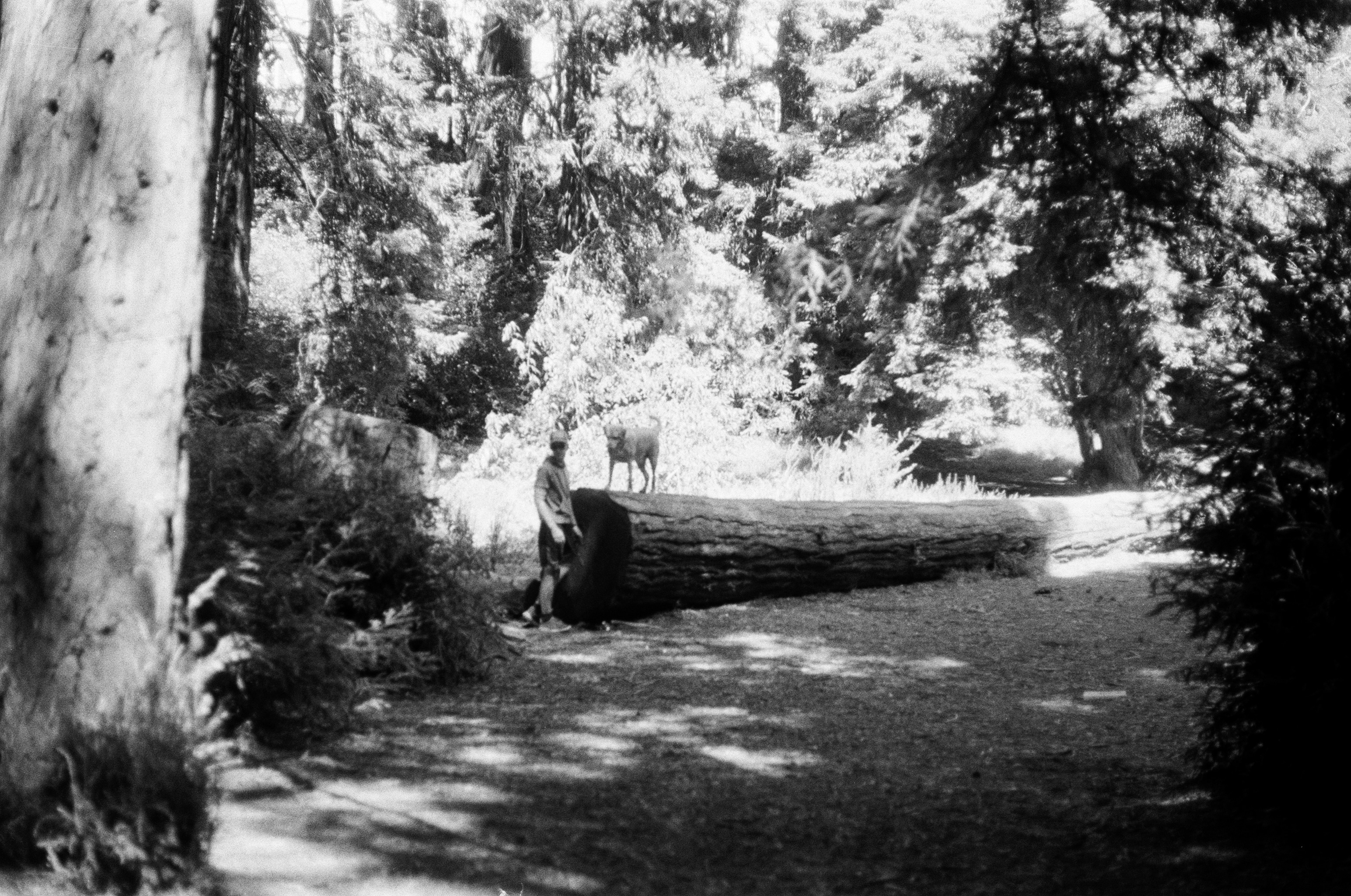 dog and tree
