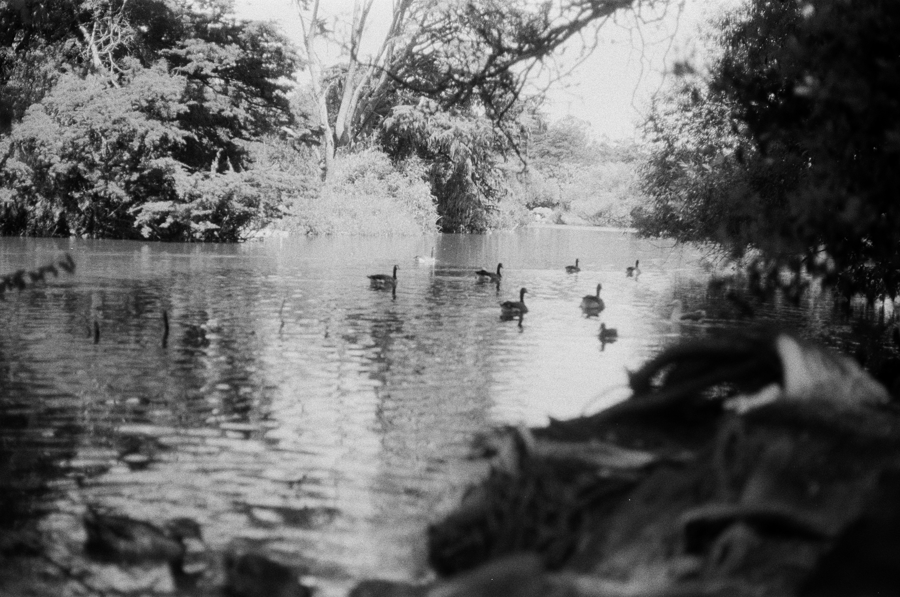 ducks in golden gate park